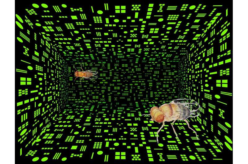 One, two, many, lots: Fruit flies can discriminate between numerical quantities